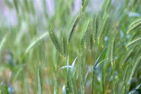 Canada Wild Rye Plant Care And Growing Guide