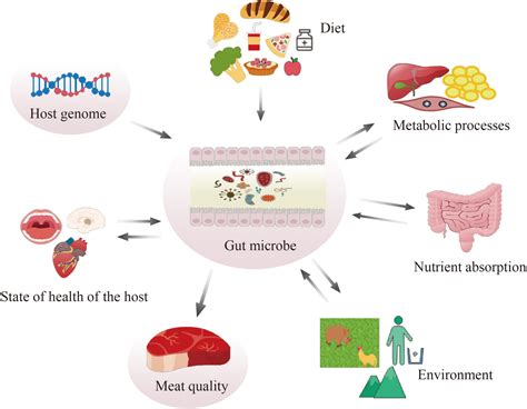 Frontiers Gut Microbiota And Meat Quality