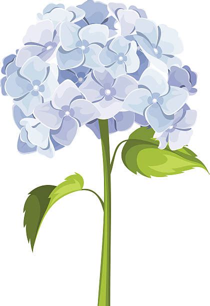 Royalty Free White Hydrangea Clip Art Vector Images And Illustrations