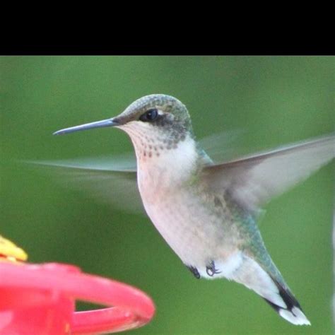 Love Hummingbirds I Took This In My Back Yard Backyard Hummingbird