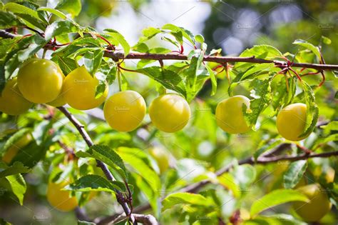 Yellow Plum Tree High Quality Nature Stock Photos ~ Creative Market