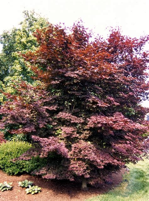 Acer Palmatum Emperor 1 Japanese Maple 24 In 24 In Trees Siteone