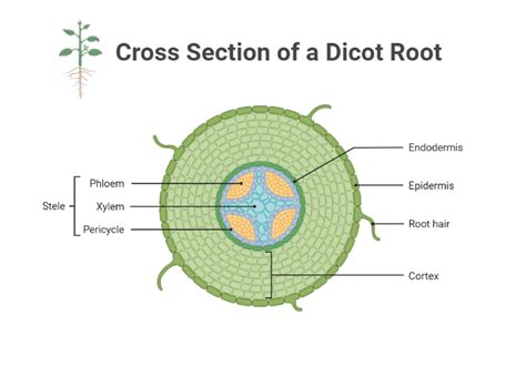 Cross Section Of A Dicot Root Biorender Science Templates