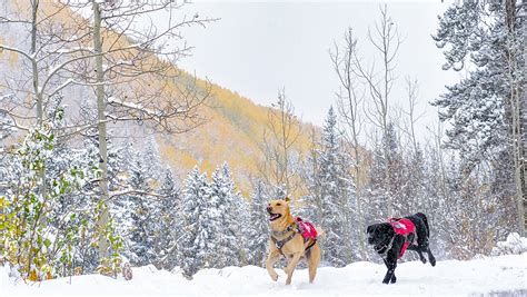 Subaru Drive The National Ski Patrols Avalanche Dogs