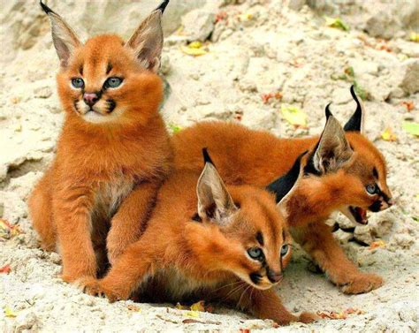 Caracal Kittens Caracal Kittens Cute Animals Wild Cats