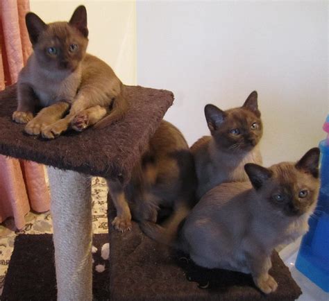 Burmese Cats and Kittens - Colours we breed