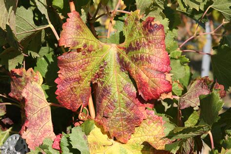 Identifying Red Blotch Virus Vectors Washington State Wine Commission