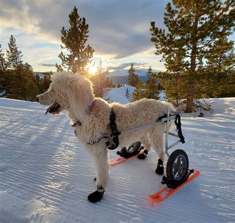 Dog Wheelchair Skis For Disabled Pets K9 Carts