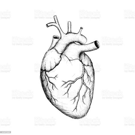 Human Heart Stock Illustration Download Image Now Istock