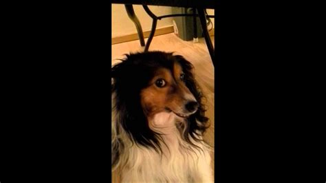 Funny Dog Why Did You Drink My Coffee Youtube