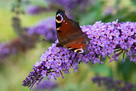 Images Gratuites La Nature Herbe Fleur Plante Prairie Floraison