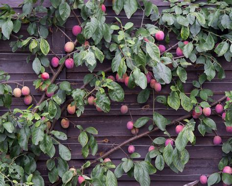 How To Grow Plums Tips On Planting Growing And Caring For Plum Trees