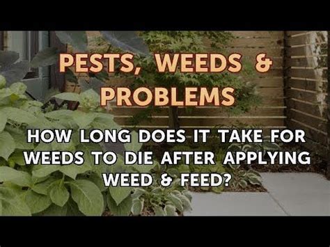 How long does it take for the brain to die from choking? How Long Does it Take for Weeds to Die After Applying Weed ...