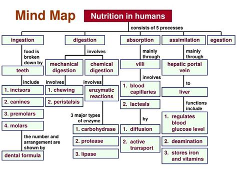 Mind Map Of Nutrition In Humans
