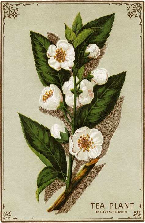 Victorian Tea Plant Trading Card ~ Free Graphic With Images Tea