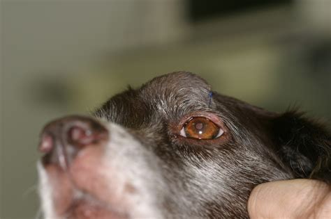 Squamous Cell Carcinoma Dog Nose