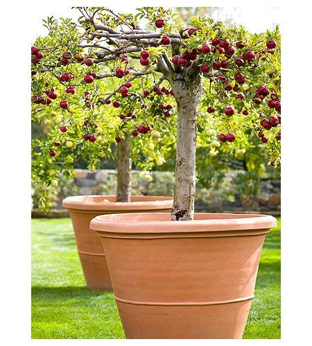 How To Grow Apple Trees In Containers Fruit Garden