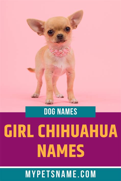 Girl Chihuahua Names Cute Girl Dog Names Chihuahua Names Cute Puppy