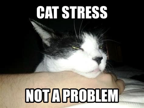 Cat Stress Funny Stuff Stress Cats Memes Animals Funny Things