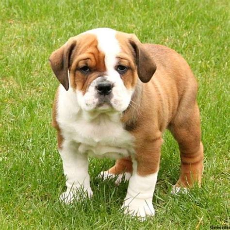 First of all, not all bully breeds are the same. English Bulldog Mix Puppies For Sale | Greenfield Puppies