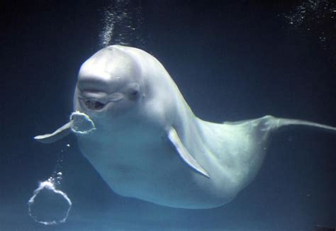 Beluga Whale Learns To Speak Dolphin After Moving In With Them Beluga