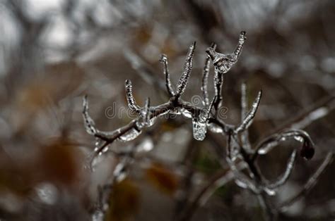 Tree Branches With A Layer Of Ice On It During Freezing Rain In Winter