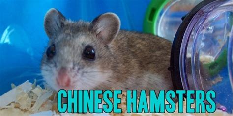 Chinese Dwarf Hamster Care And Facts