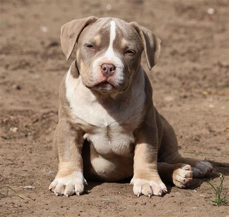 American Bully Breeds 101 - Temperament ? Pictures ? Guide
