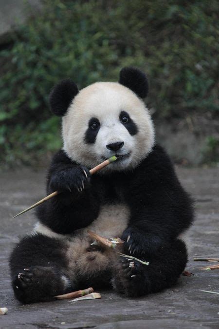 A Baby Panda Eating Bamboo Baby Panda Baby Panda Bears Panda