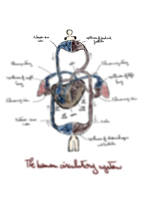 Solution The Human Circulatory System Igcse Biology Studypool