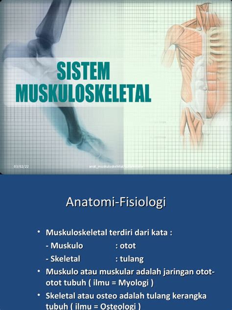 Anatomi Sistem Muskuloskeletal Pdf