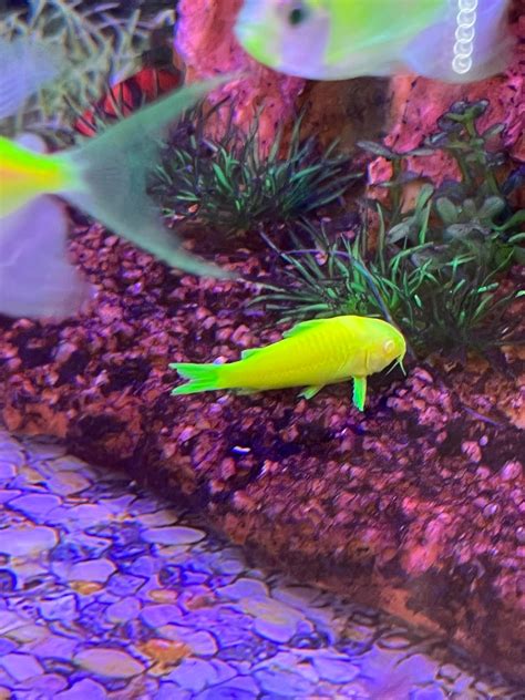 Glofish Cory No Way These Colors Are Natural How Do They Make