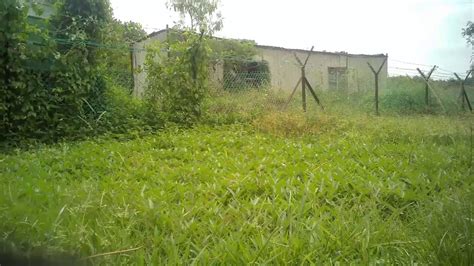 Krisbow senar pemotong rumput 1,2 m_refill electric grass trimmerrp75.900: Trik dan cara potong rumput pakai tali senar - YouTube