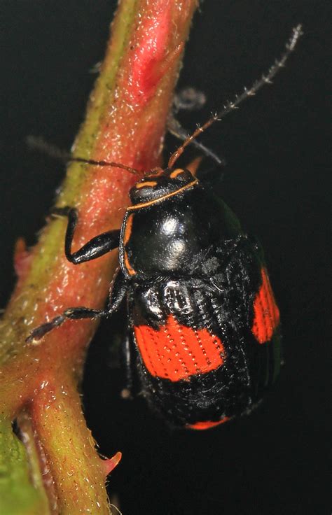 Case Bearing Leaf Beetle Bassareus Species Julie Metz W Flickr