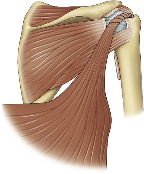 Figure 1 From Arthroscopic Assisted Latissimus Dorsi Tendon Transfer