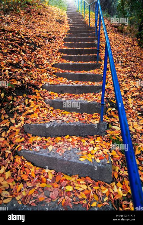 Stairs Covered With Autumn Leaves Stock Photo Alamy