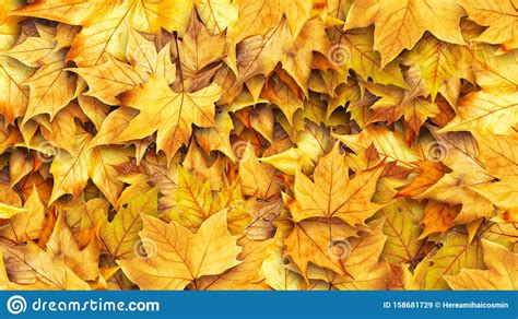 Red And Orange Autumn Leaves Background Outdoor Colorful