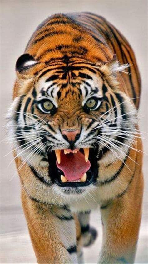 Tiger Roar Tiger Wallpaper Tiger Roaring Motivational Artwork My Xxx Hot Girl