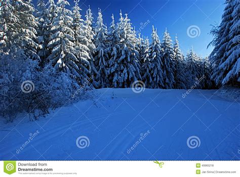Winter Meadow With Forest Around Stock Photo Image Of Snow Outdoor