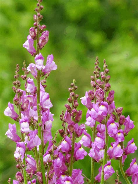 Snapdragon Flowers 18 Types Plus Their Meaning And Care