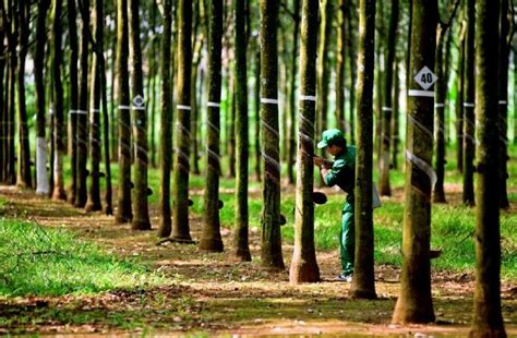 Sri Lanka Rubber Plantations Overrun With Circular Leaf Spot Disease Rubber World The