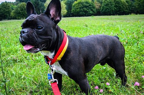 If we take a look at their history, we will realize that their ancestors (english bulldogs) much affected the size of quondam frenchies. French Bulldog Facts: History, Personality, and Care ...