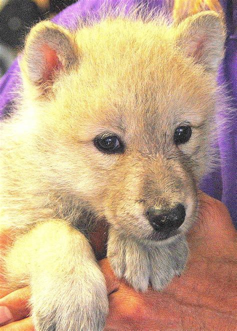 Wolf Pup Photograph By Vicki Coover Pixels
