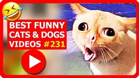 🤣 Funniest 😍cats And 🐶dogs Video 231 😍try Not To Laugh Funny Cute