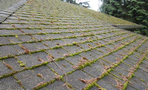 Getting Rid Of Moss Lichen And Algae Town And Country Roofing