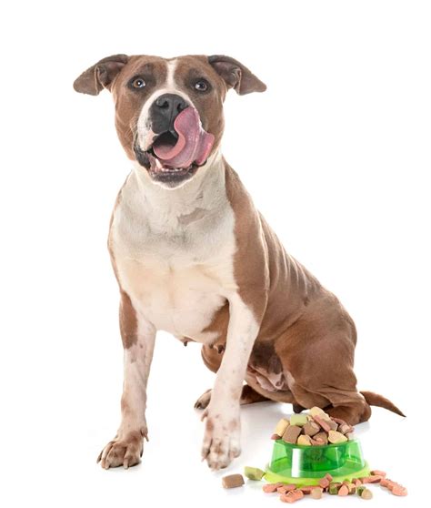 My 5 recommendations of the best dog food for pitbulls 2021: Best Dog Food for Pitbulls - Dogable