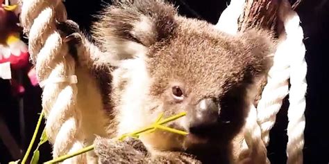 Baby Koala Found All Alone Is So Happy Now Videos The Dodo
