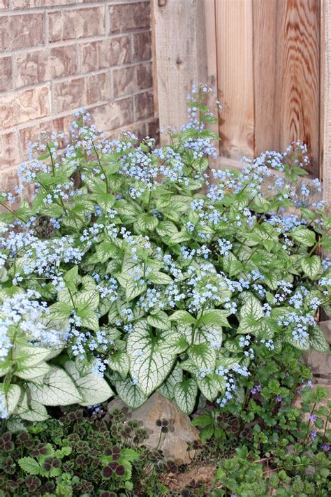 Jack Frost Brunnera Yet Another Variegated Perennial Texas Landscaping