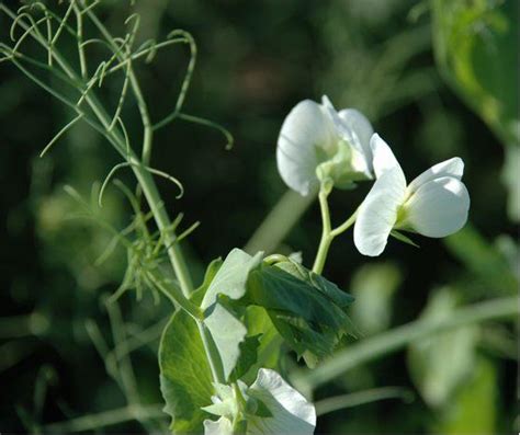 Pea Growth Stages Bean Ipm