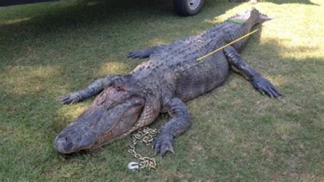 Record Setting Alligator Caught In Mississippi Cbs News